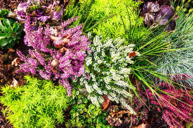 Flores de otoño. Huerto con brezo rosa, césped y plantas. Fondo floral. Decoración grave. Vista superior