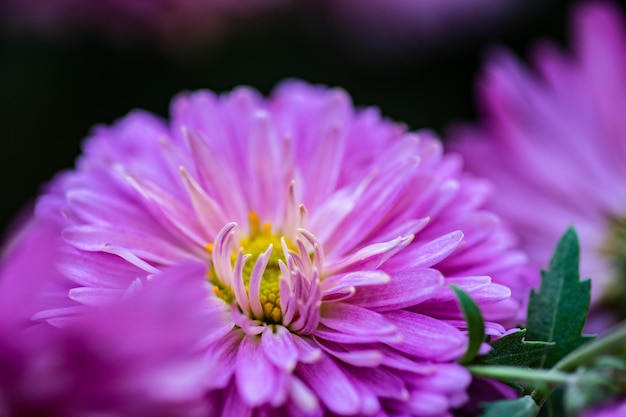 Flores outonais no jardim