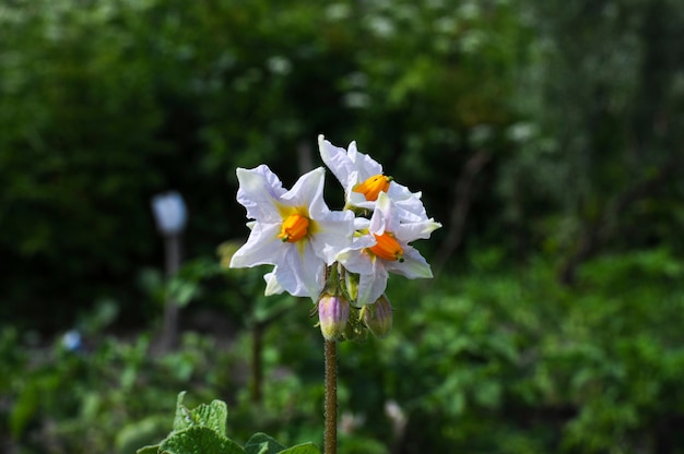 Flores de papa en flor blanca en el campo