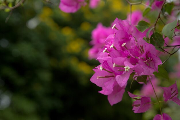 Flores de papel magenta y lago en parque público y rascacielos en el corazón de la capital de bangkok, tailandia