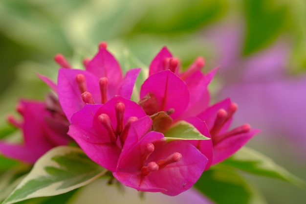 Las flores de papel o buganvillas son plantas ornamentales populares.