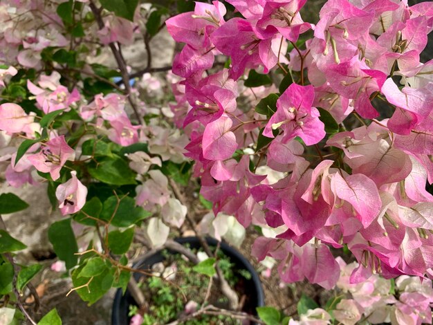 flores de papel rosado en una olla