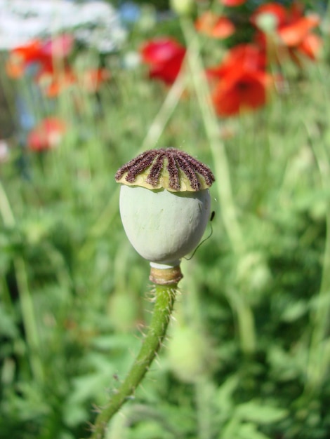 Foto flores papoilas vermelhas florescem em campo selvagem luz suave drogas naturais clareira de papoulas vermelhas papoila solitária