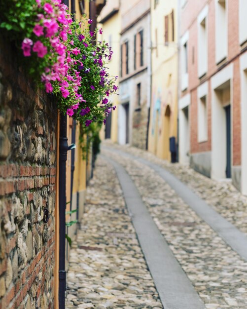 Foto flores en la pared de ladrillo