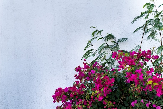 Flores en la pared de piedra vacía y calle pavimentada