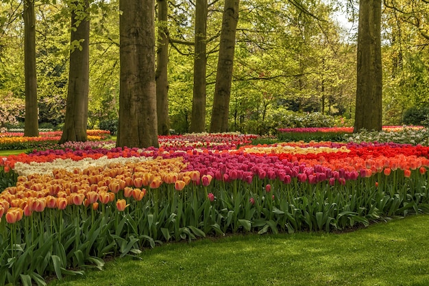 Flores en el parque Keukenhof