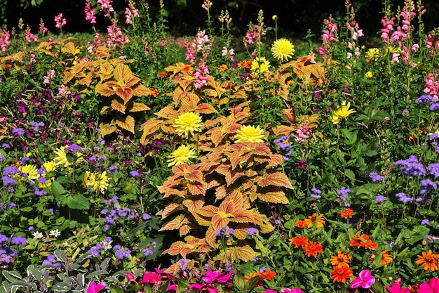 Flores en el parque en Ludwigsburg, Alemania