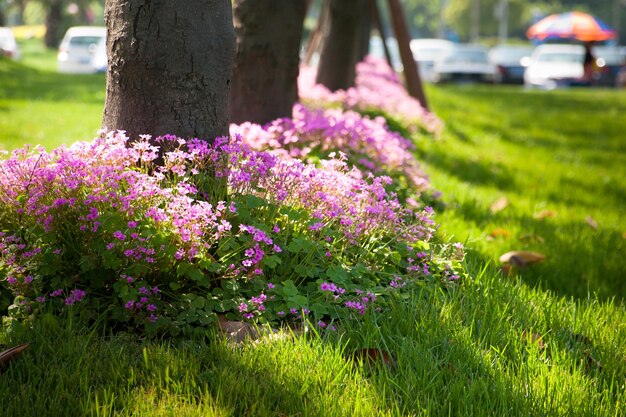 Flores en el parque.