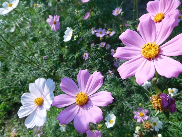 Foto flores en un parque