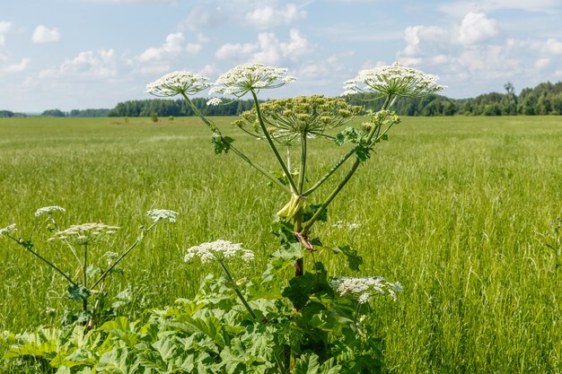 Flores de la pastinaca de vaca