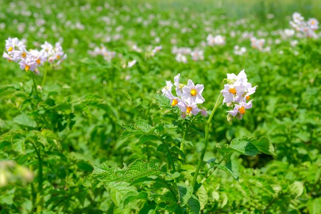 Flores de patata en flor blanca en el campo agrícola