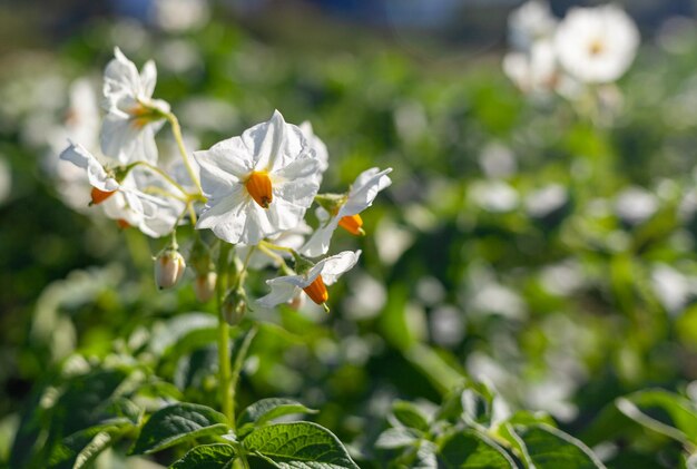 Las flores de patata floreciente florecen a la luz del sol crecen en la planta