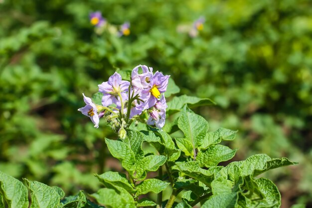 Flores de patata que florecen en la agricultura campo de granja orgánica Verduras en flor