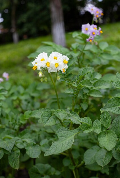 Flores de patata que florecen en la agricultura Granja orgánica Cultivo de patatas y fondo de cultivo Fondo de hermosas flores