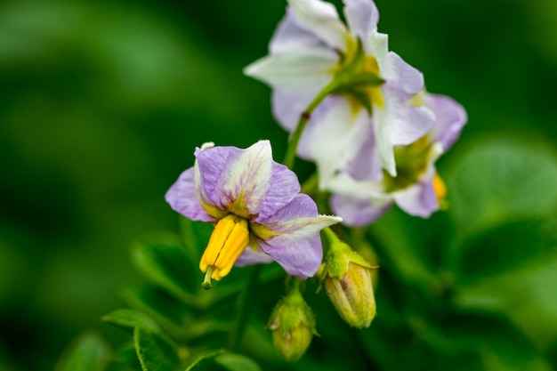 Flores de patata que florecen en el campo