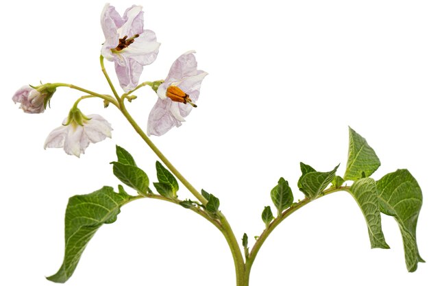 Flores de patata rosa aisladas sobre fondo blanco