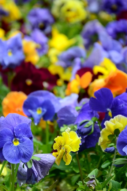 Flores de pensamientos multicolores o pensamientos de cerca