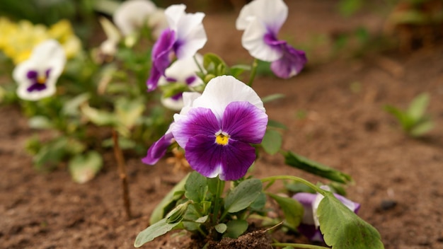 Flores de pensamientos púrpuras y blancos en el jardín en un día soleado