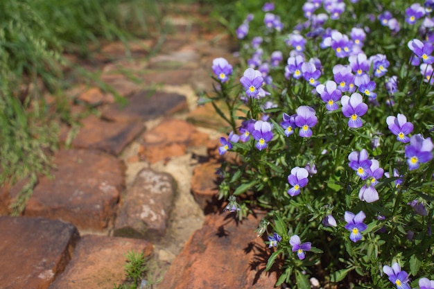 Foto flores de pensamientos