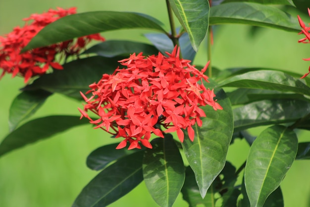 Flores de pentas en el jardín o azotea. Flor natural con miel y foto de alta calidad.