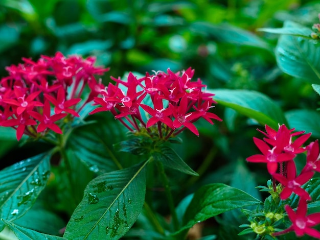 Flores de pentas rojas en un macizo de flores después de la lluvia en el primer plano del parque