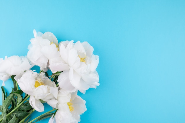 Flores de peonía blanca en flor