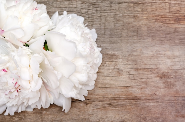 Flores de peonía blanca