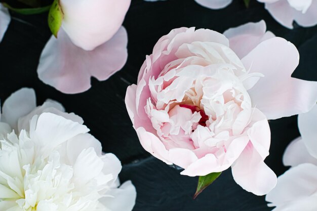 Foto flores de peonía florecientes como fondo de arte floral plano botánico y marca de lujo