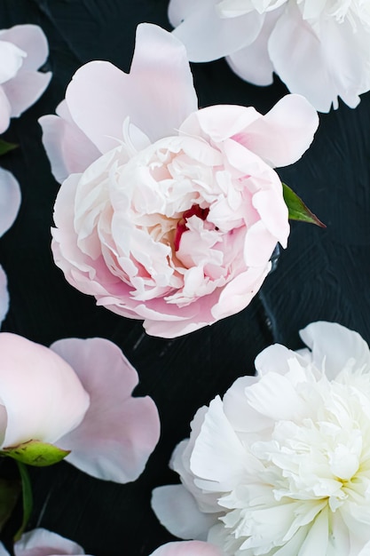 Flores de peonía florecientes como fondo de arte floral plano botánico y marca de lujo