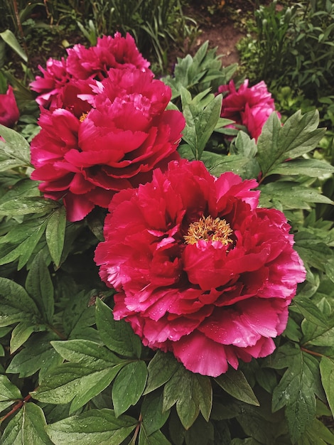 Flores de peonía lila rosa oscuro floreciendo cerca