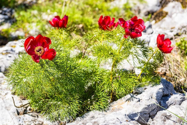 Flores de peonía de montaña roja