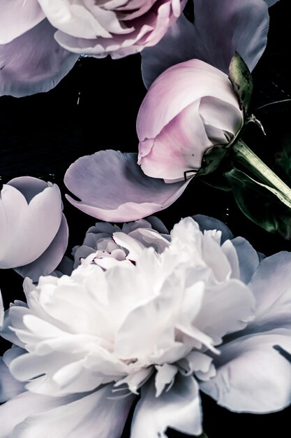 Flores de peonía pastel como fondo de arte floral plano botánico y marca de lujo