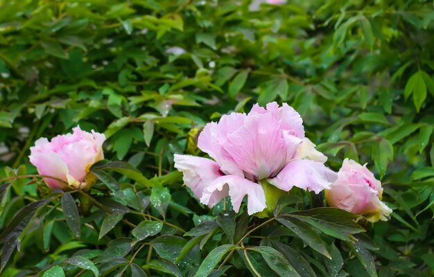 Flores de peonía con pétalos de felpa en el jardín de primavera