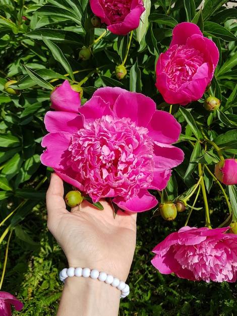 Flores de peonía que florecen en el jardín La mano sostiene la flor Horario de verano