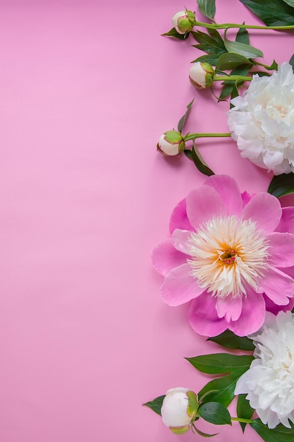 Flores de peonía ramas hojas y pétalos con espacio para texto sobre un fondo rosa Textura de flor de peonía Vista superior plana