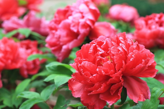 flores de peonía rojas floreciendo en el jardín con hojas verdes