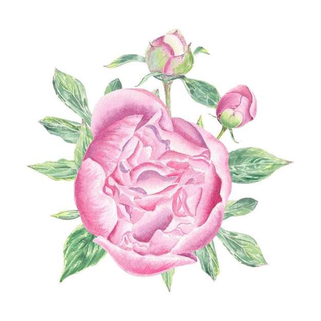 Flores de peonía rosa aisladas sobre fondo blanco Ilustración dibujada a mano con acuarela Arte para el diseño