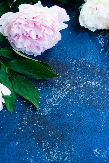 Flores de peonía rosa fresca y borde de hojas con espacio de copia sobre fondo azul oscuro