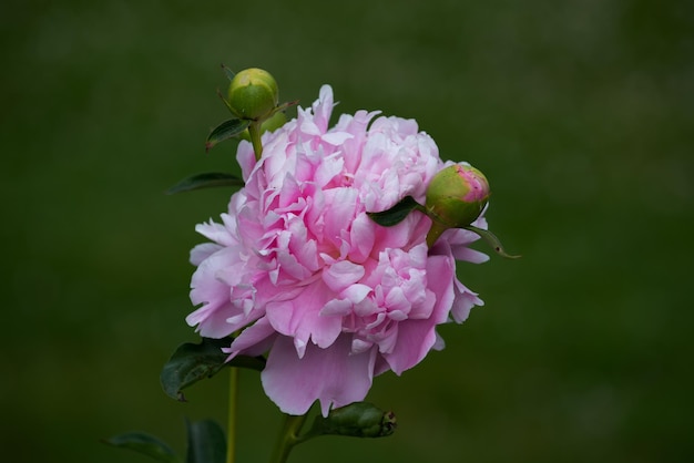 Flores de peonía rosa con hojas verdes en un jardín.