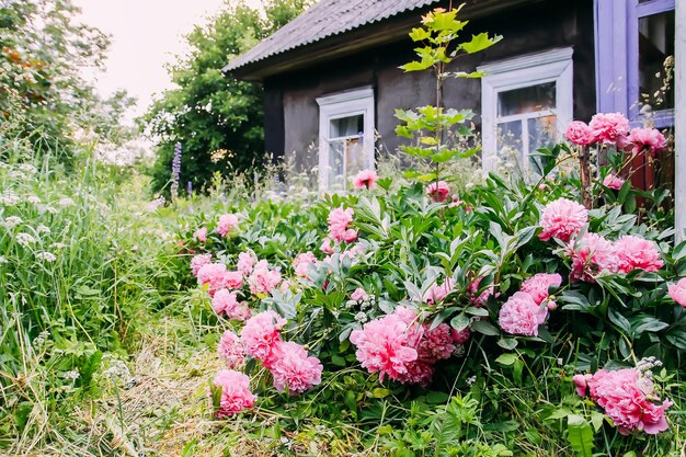 Flores de peonía rosa en el jardín