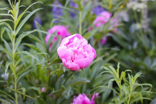 Flores de peonía rosa en plena floración Hermosas plantas ornamentales en temporada de floración