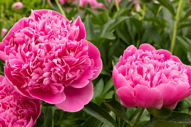 Flores de peonía rosa en el primer jardín