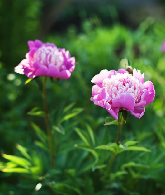 Flores de peonía rosa sobre un fondo verde natural. Fondo de flores de primavera verano con espacio de copia. Enfoque suave