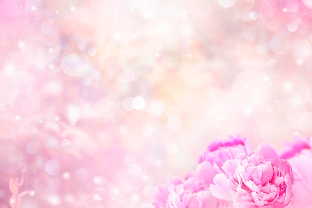 flores de peonía sobre fondo rosa con bokeh