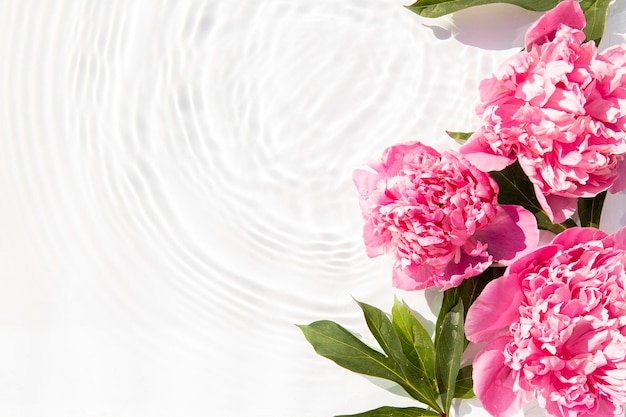 Flores peônias cor-de-rosa flutuando manchas de uma gota na água vista superior plana lay