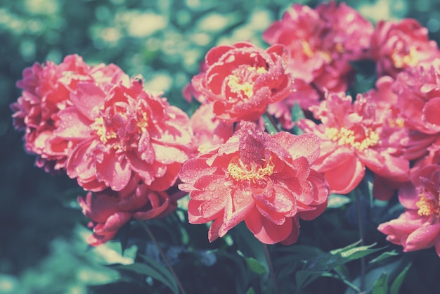 Flores de peonías florecientes vintage en el jardín