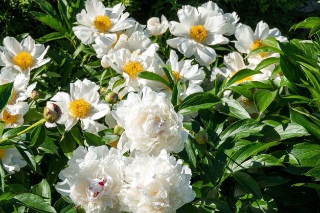 Flores de peonías frescas y brillantes con gotas de rocío sobre pétalos