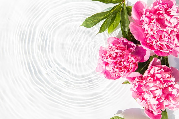 Flores peonías rosadas manchas flotantes de una gota en el agua Vista superior plana