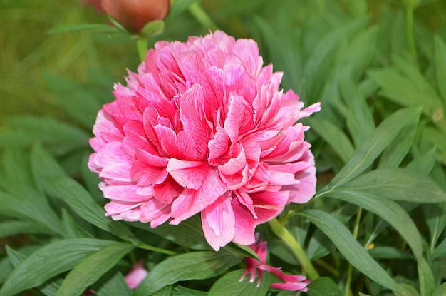 Flores de peonías rosadas Ramo de peonías rosadas Peonía rosa en flor