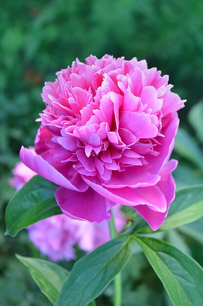 Flores de peonías rosadas Ramo de peonías rosadas Peonía rosa en flor